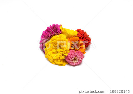 白色背景上的百日草花束 白色背景上的百日草花束 109220145