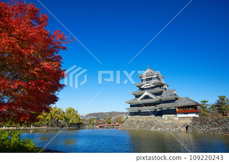Autumn leaves of maple and Matsumoto Castle Autumn leaves of maple and Matsumoto Castle 109220243