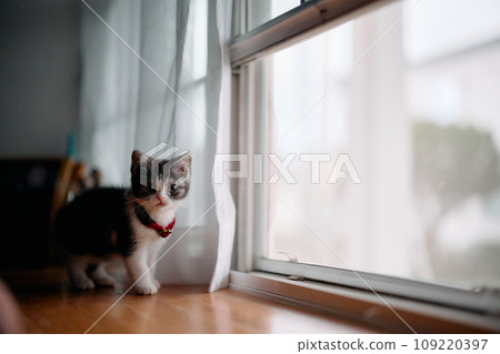 小貓在窗邊 小貓在窗邊 109220397