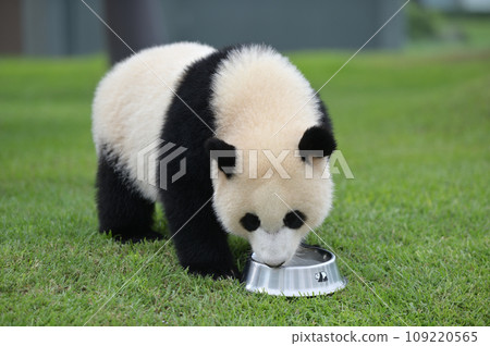 Yuhama's milk time 109220565