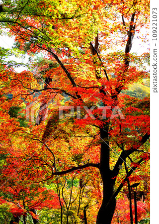 Saitama Prefecture Autumn Nagatoro Valley Tsukinoishi Momiji Park Autumn foliage scenery Saitama Prefecture Autumn Nagatoro Valley Tsukinoishi Momiji Park Autumn foliage scenery 109221073
