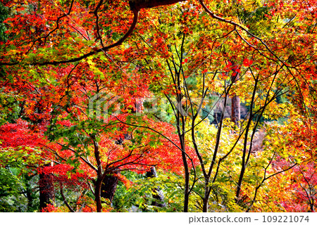 Saitama Prefecture Autumn Nagatoro Valley Tsukinoishi Momiji Park Autumn foliage scenery Saitama Prefecture Autumn Nagatoro Valley Tsukinoishi Momiji Park Autumn foliage scenery 109221074