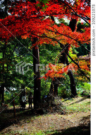 Saitama Prefecture Autumn Nagatoro Valley Tsukinoishi Momiji Park Autumn foliage scenery 109221078