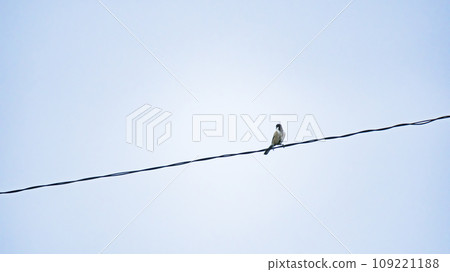 Tits that stop on electric wires Tits that stop on electric wires 109221188