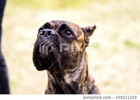 Portrait of Dogo Canario is a Spanish breed of large dog of mastiff 109221239