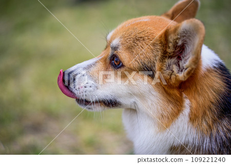 Portrait of a red and white Pembroke Welsh corgi dog Portrait of a red and white Pembroke Welsh corgi dog 109221240