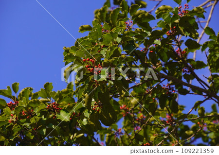 red nut red nut 109221359