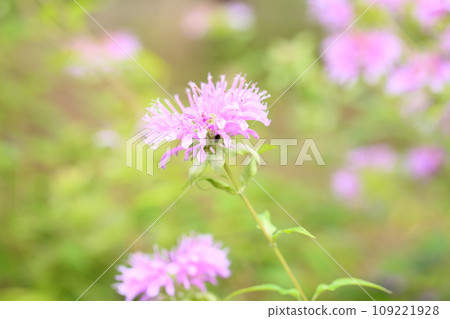 Wild bergamot flowers Wild bergamot flowers 109221928