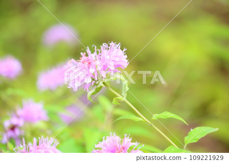 野生佛手柑花 野生佛手柑花 109221929