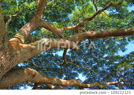 陽光透過 Monkey Pod 的樹木（美國夏威夷） 109222125