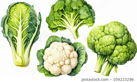 a set featuring broccoli, white cabbage, and cauliflower 109223296