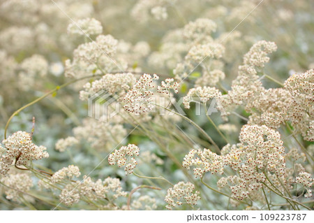 Helichrysum petiolare flower 109223787