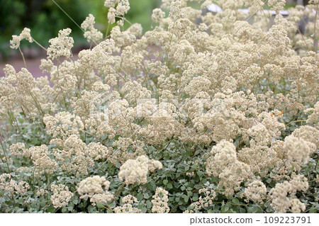 Helichrysum petiolare flower Helichrysum petiolare flower 109223791