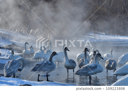 Swans resting their wings at the hot spring source Swans resting their wings at the hot spring source 109223806