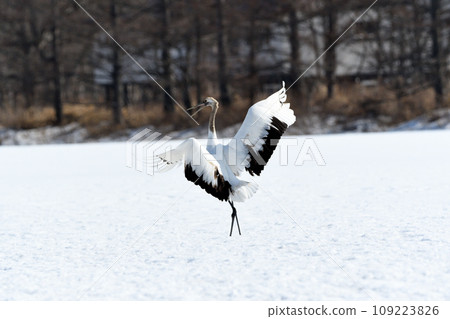 A proud look after landing successfully 109223826