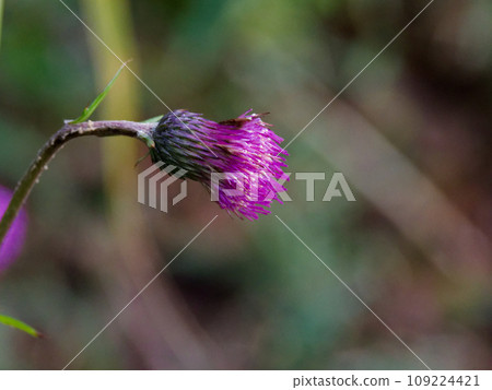 菊科、菊科的花 菊科、菊科的花 109224421