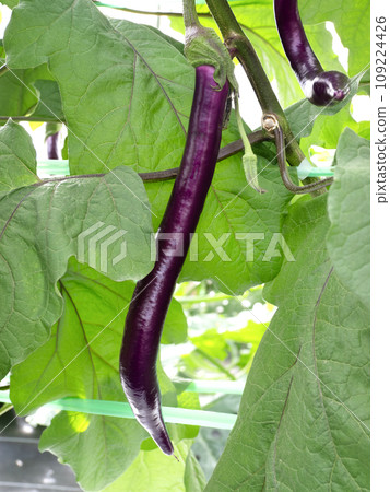 Cultivation of long eggplant Cultivation of long eggplant 109224426