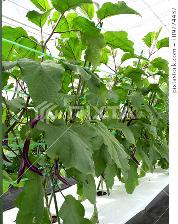 Cultivation of long eggplant Cultivation of long eggplant 109224432