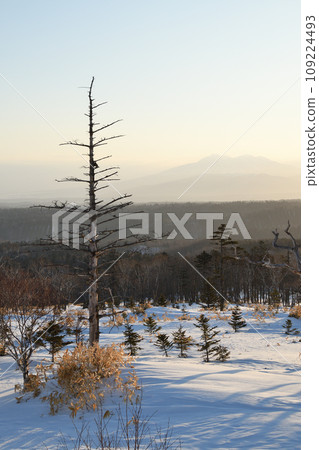 lonely dead pine 109224493