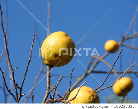 Karin fruit Karin fruit 109225323