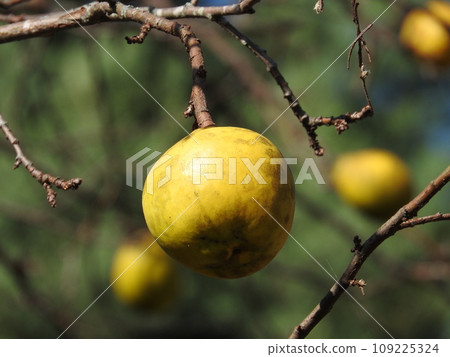 Karin fruit 109225324