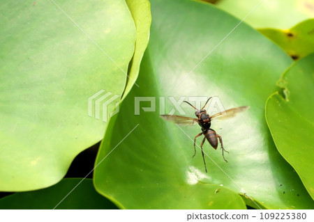 A wasp flying from a lotus leaf A wasp flying from a lotus leaf 109225380