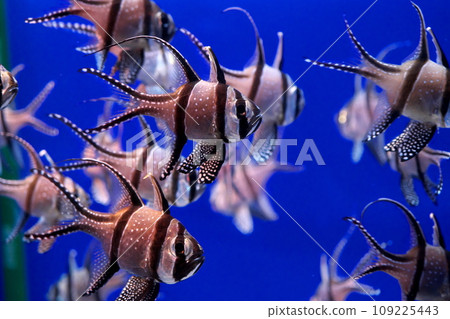 A flock of Amanogawa chinensis A flock of Amanogawa chinensis 109225443