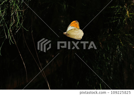 生物： 昆蟲：飛行時呈現明亮橘色和白色的蝴蝶。當它停下來時，由於其樸素的後翅而不易被注意到。 109225825