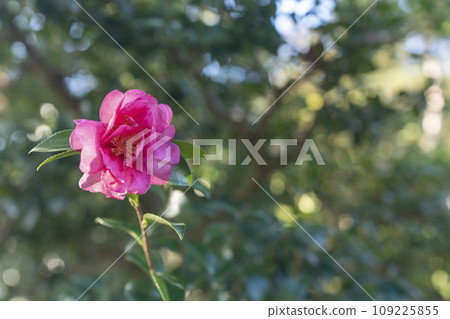 Kyoto Tenryuji Temple, camellias blooming during the autumn leaves season 109225855