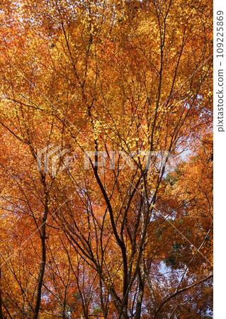 秋葉的圖像 109225869