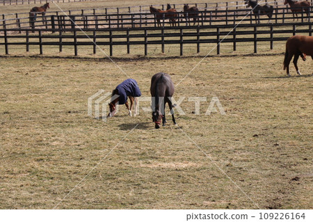 純種父母與孩子依偎在一起的寧靜農場場景 109226164
