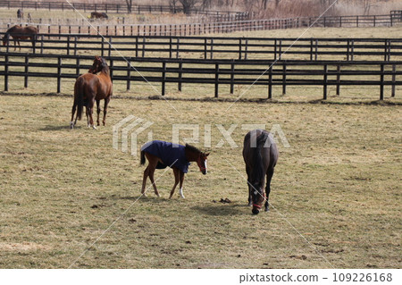 A peaceful farm scene where a thoroughbred parent and child snuggle together A peaceful farm scene where a thoroughbred parent and child snuggle together 109226168
