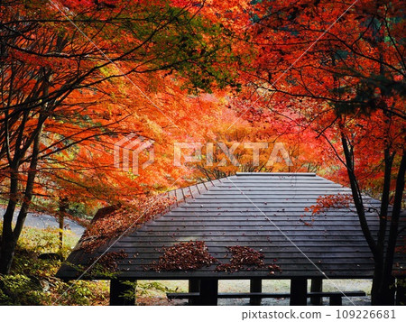 被秋葉包圍的休息區 被秋葉包圍的休息區 109226681