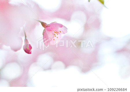 Kawazu cherry tree Kawazu cherry tree 109226684