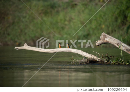 Common Kingfisher on Driftwood Common Kingfisher on Driftwood 109226694