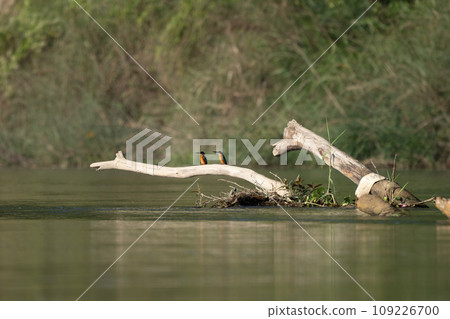 Common Kingfisher on Driftwood 109226700