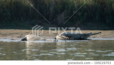 Gharial Crocodile on the Riverbank Gharial Crocodile on the Riverbank 109226701