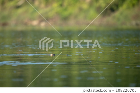 Gharial Crocodile Swimming 109226703