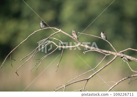 Sand Martins Perched on Branch Sand Martins Perched on Branch 109226711