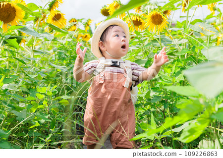 Infants playing in a sunflower field Infants playing in a sunflower field 109226863
