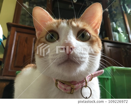 cat have a poke face cat have a poke face 109226972