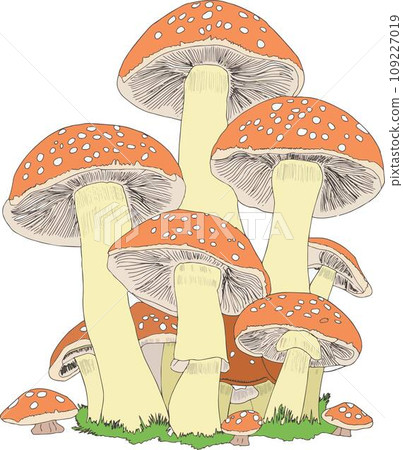 A variety of mushrooms in different shapes, sizes, in soft orange colors 109227019