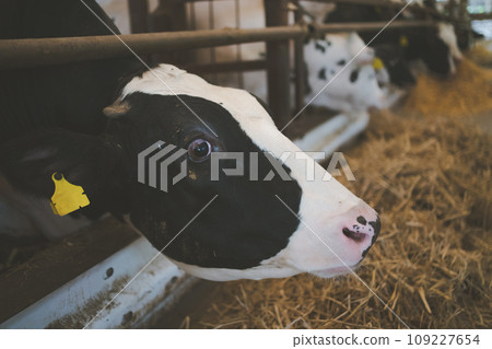 cow, cattle, cows 109227654
