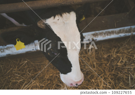 cow, cattle, cows 109227655