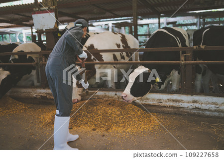 cow, cattle, cows 109227658