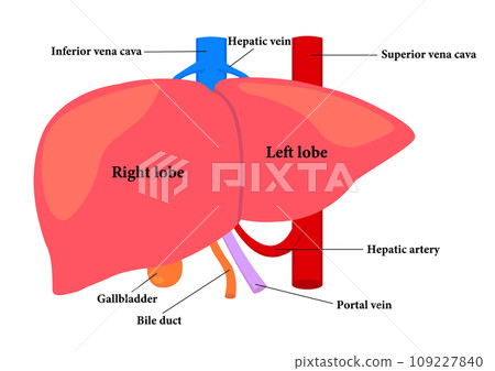 Names of parts of the liver 109227840
