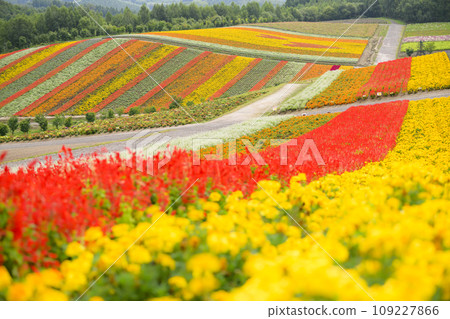 “Shikisai no Oka” in Biei, Hokkaido 109227866