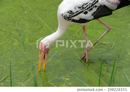 Milky stork close up yellow red beak looking for food in river Milky stork close up yellow red beak looking for food in river 109228331