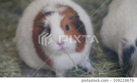 可愛的豚鼠 可愛的豚鼠 109228679