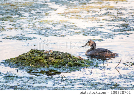 The waterfowl bird Great Crested Grebe swimming in the lake near its nest with eggs The waterfowl bird Great Crested Grebe swimming in the lake near its nest with eggs 109228701